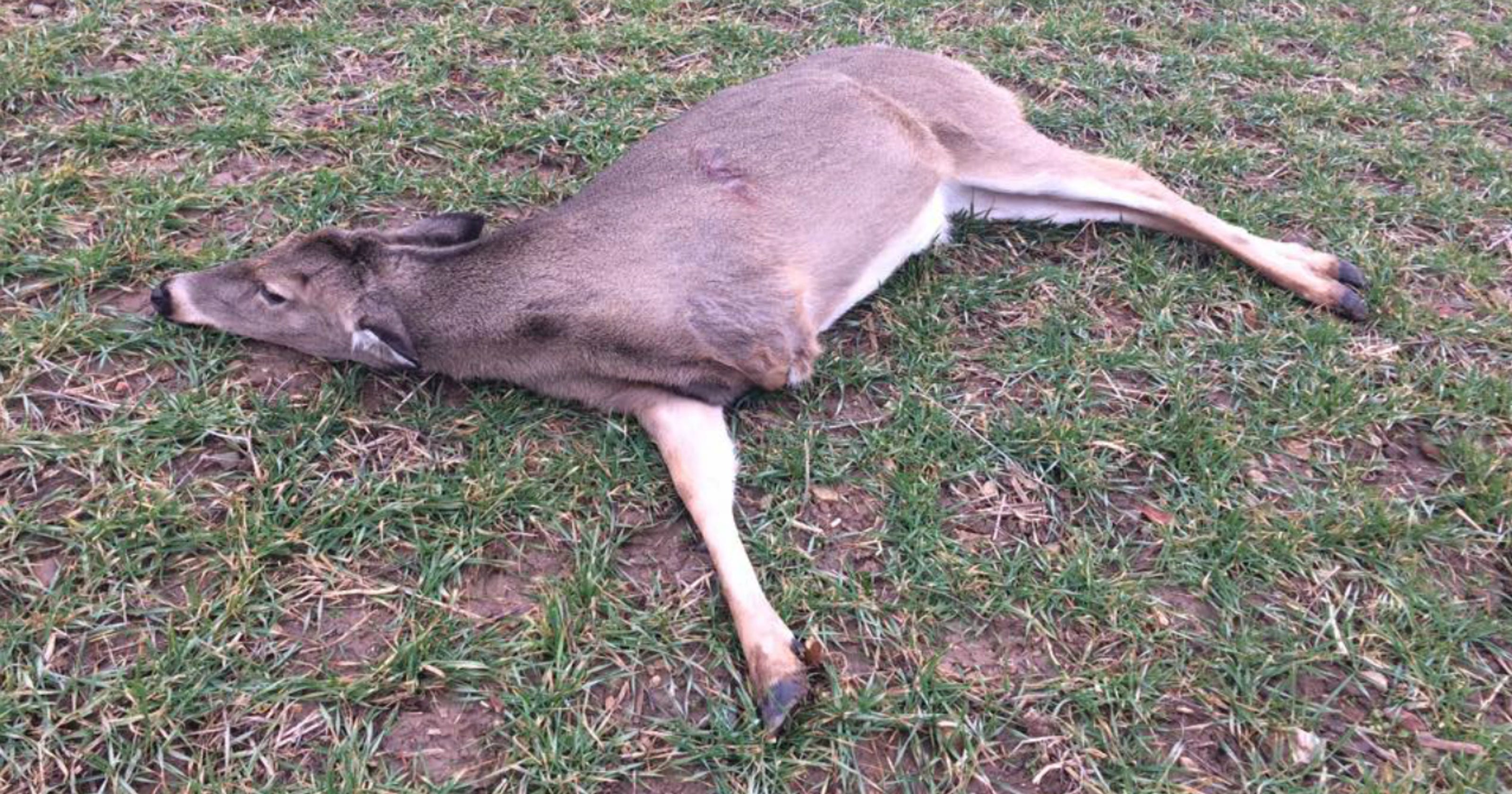 Mystery of the 3legged deer solved Man charged with killing doe