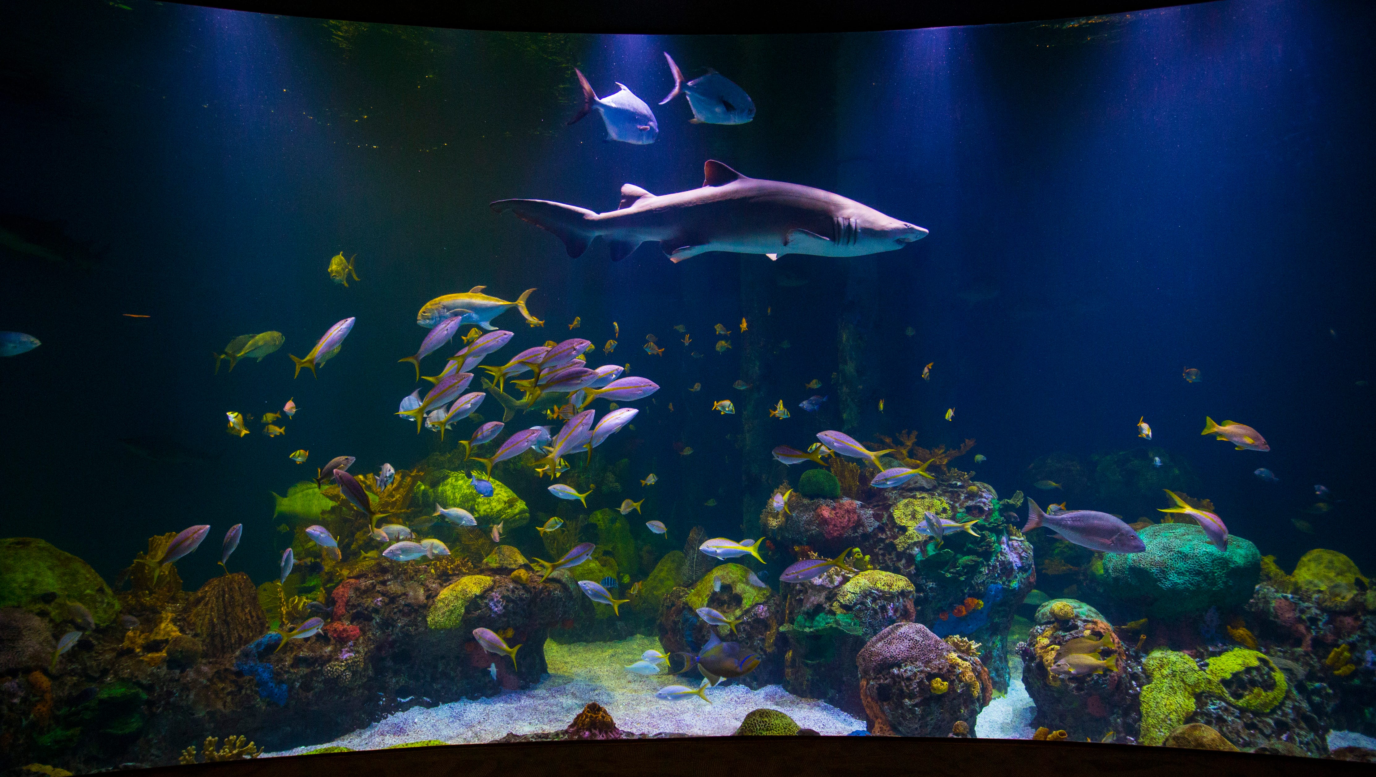 Wonders of Wildlife aquarium and museum debuts this week
