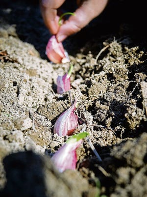 Planting garlic in the fall is part of the larger project of putting the garden to bed before the cold blows in.