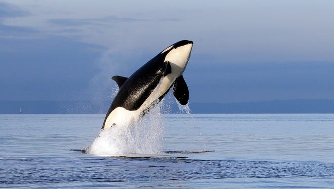 In this Jan. 18, 2014, file photo, an endangered female orca leaps from the water while breaching in Puget Sound west of Seattle. With just 76 whales left, the fragile population of endangered Puget Sound orcas is at a 30-year low. Washington state lawmakers are pitching a number of measures to save them from extinction.