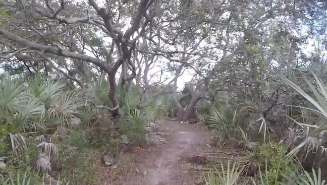 The east red loop of the Malabar Scrub Sanctuary is a versatile trail for running, walking or biking.