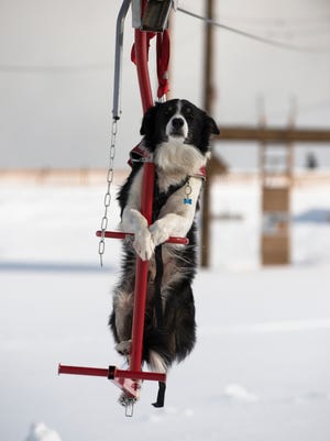 In this 2015 photo provided by Squaw Valley Alpine Meadows, border collie Wylee is taking a ski lift to get up a mountain in Olympic Valley, Calif.  As a ski dog, he oftentimes rides on handler Chris Noble's shoulders or his backpack so he won't be tired when they get where they need to search for possible avalanche victims. Depending on terrain and snow depth, Wylee can keep working for up to two hours if needed, and hop a ride on a snowmobile back down the mountain.