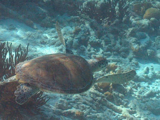 <strong>No. 5: Klein Bonaire - Bonaire.</strong> Klein Bonaire, a small island off the west coast of the larger Bonaire, offers divers calm, protected waters with near-ideal dive conditions. A largely pristine coral reef has plenty to see, and divers can even visit a nursery site where researchers seed and propagate coral.