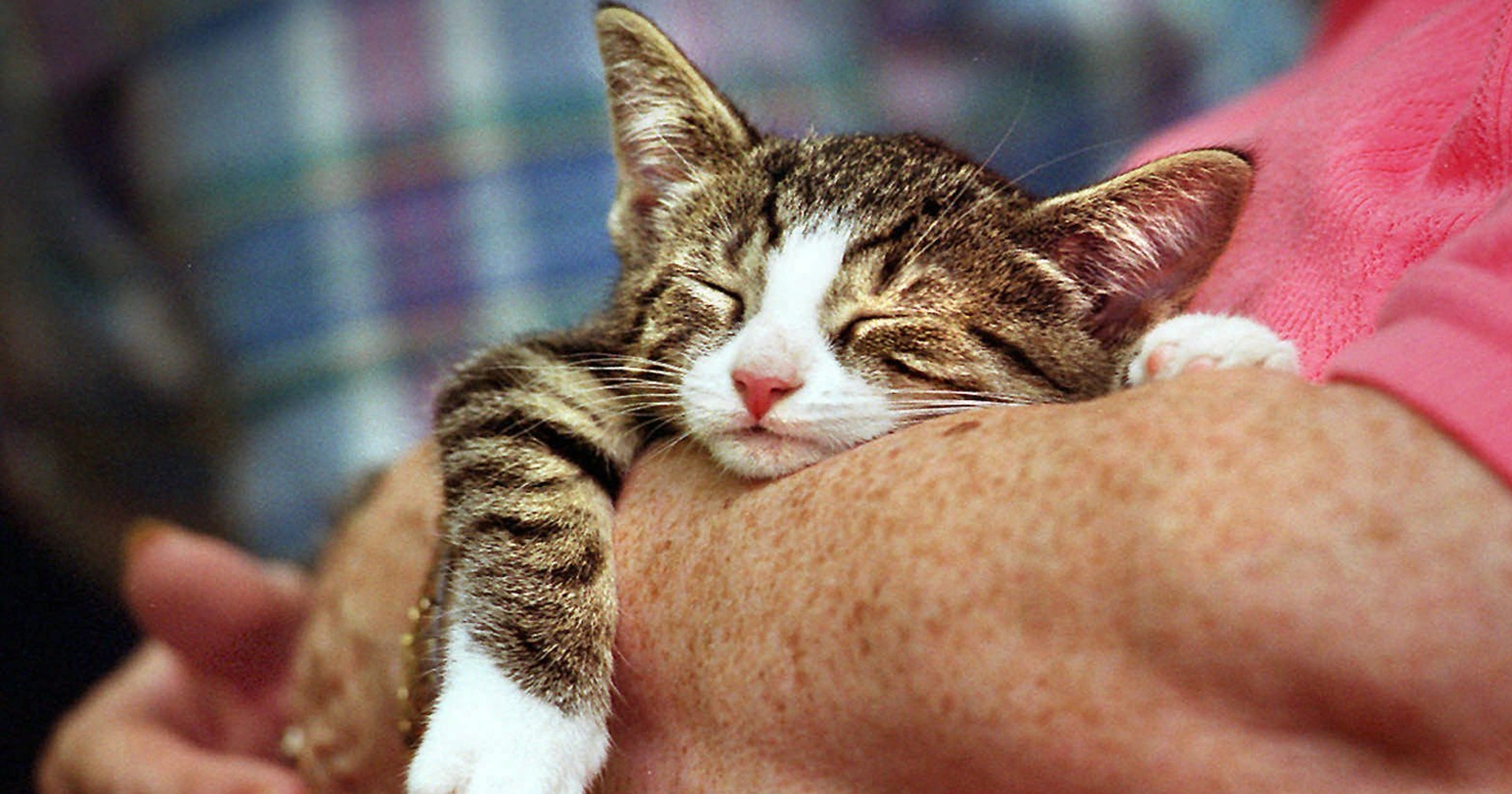 Cat declawing New York just became the first state to ban it