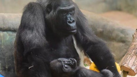 Femelle sits with a nonrelated 2-year-old gorilla, Sulaiman.