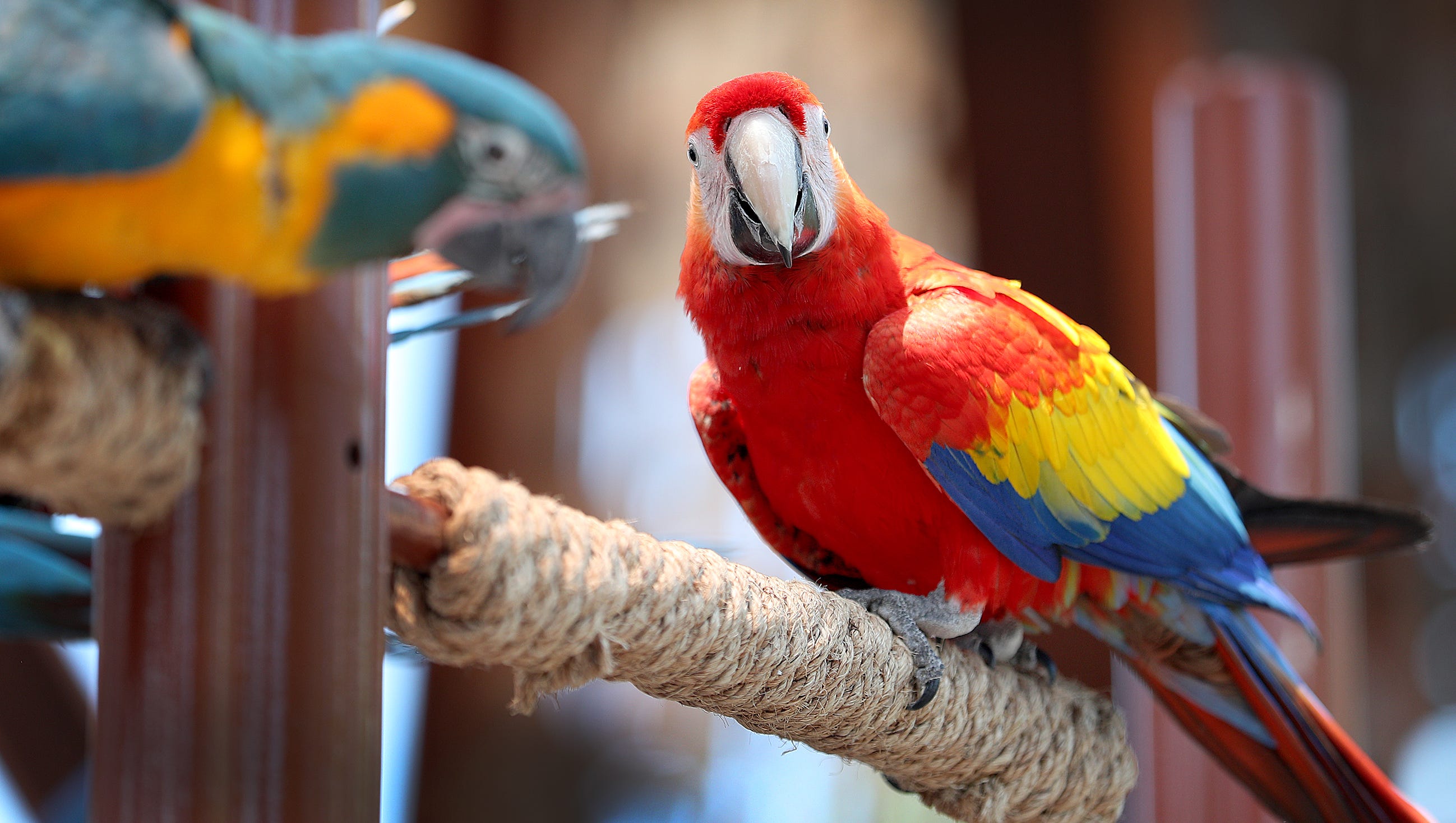 Zoo's latest attraction is one colorful squawker
