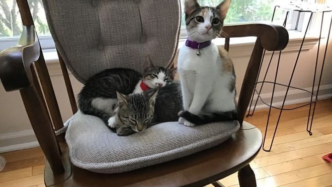 If you are really looking to add a trio of fun to your family, The Cat Connection has got the perfect kittens for you! We are Patches, Mookie and Daisy, the fluffiest, silliest kittens you could possibly imagine. We are bonded and will need to find a good forever home together. We are not quite sure what that means yet, but we sure are excited to find out!