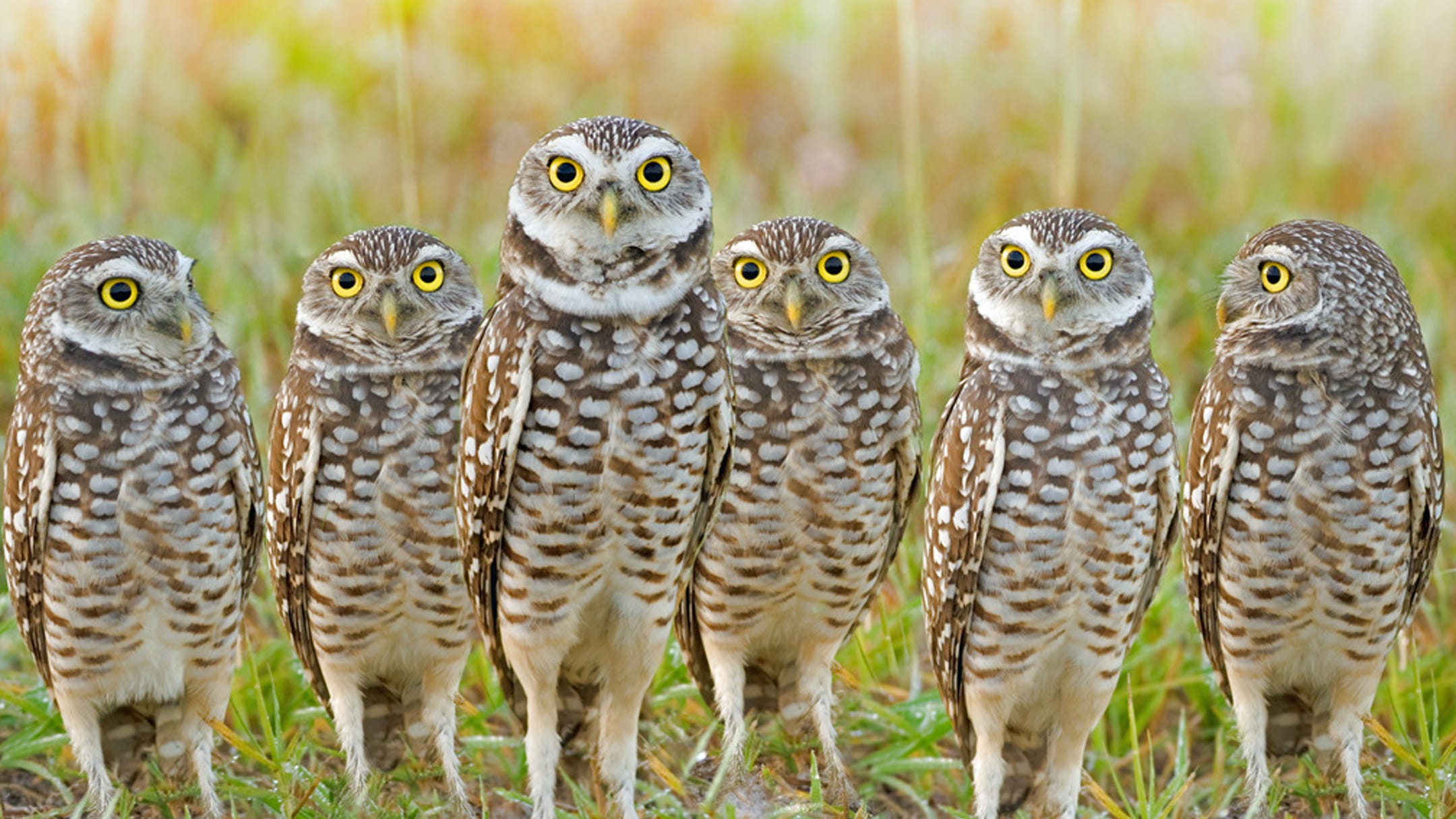 Burrowing Owls Can Stop Development In Its Tracks