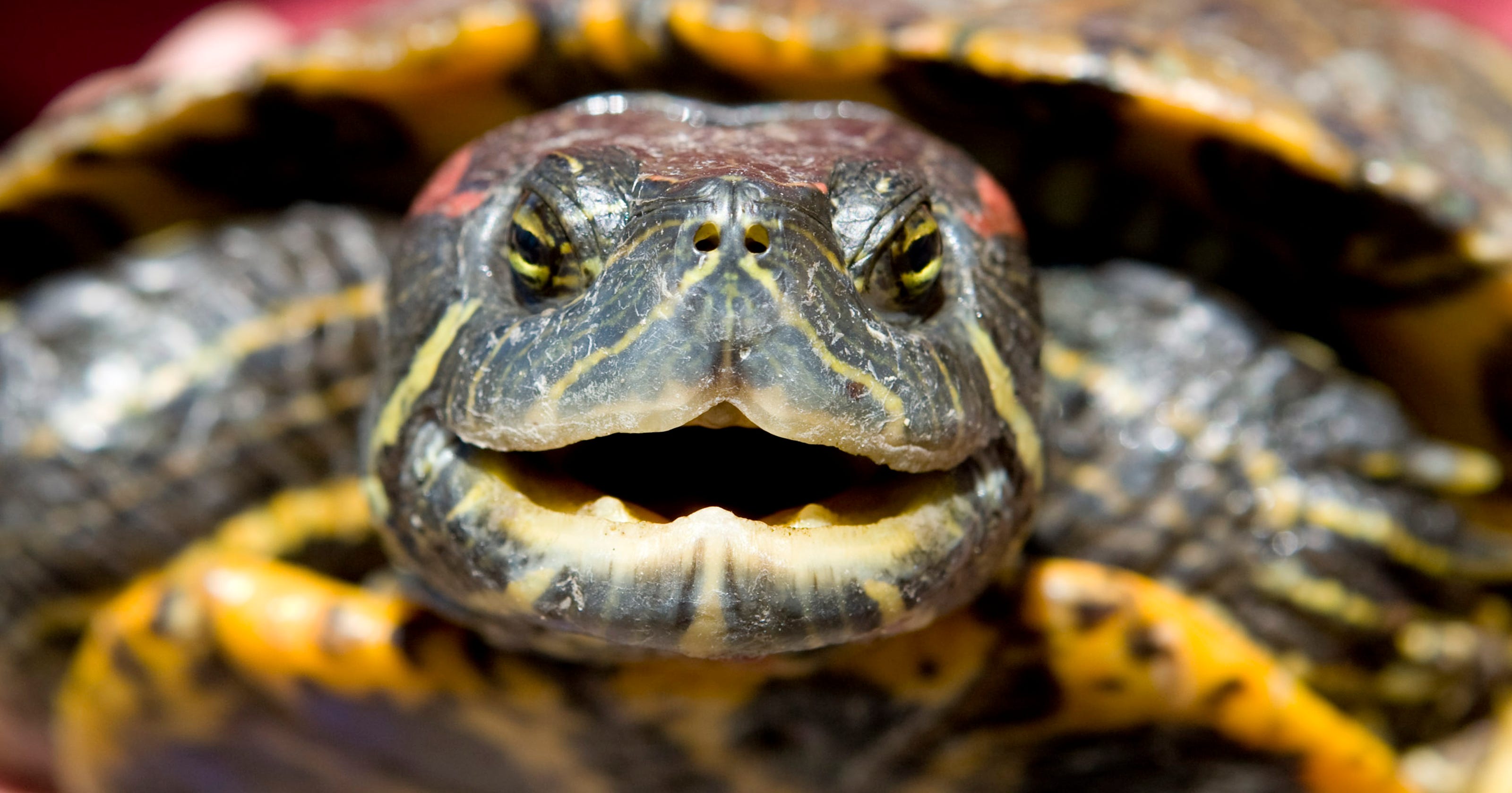 Why you shouldn't get a 'Ninja Turtle' pet