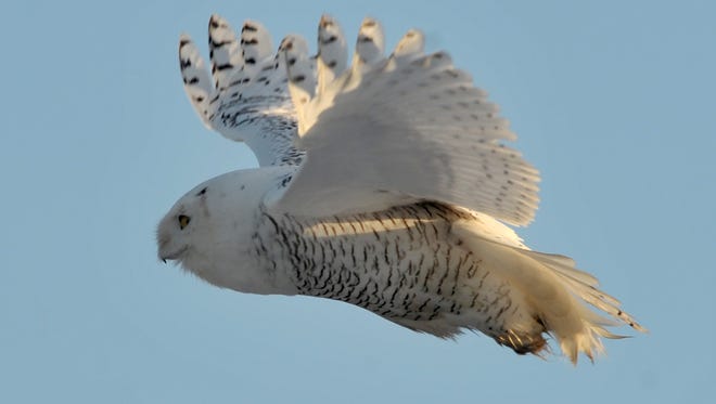 In this Dec 22, 2011 file photo, a snowy owl takes to the air after perching on a chimney in  Sandy Point, Wash.