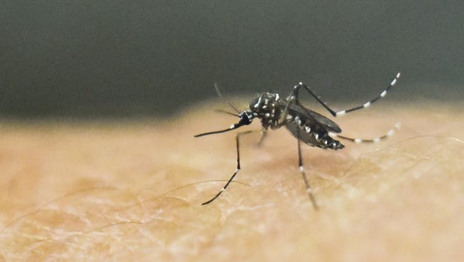 An Aedes Aegypti mosquito is photographed on human skin in a lab of the International Training and Medical Research Training Center (CIDEIM) on January 25, 2016, in Cali, Colombia.