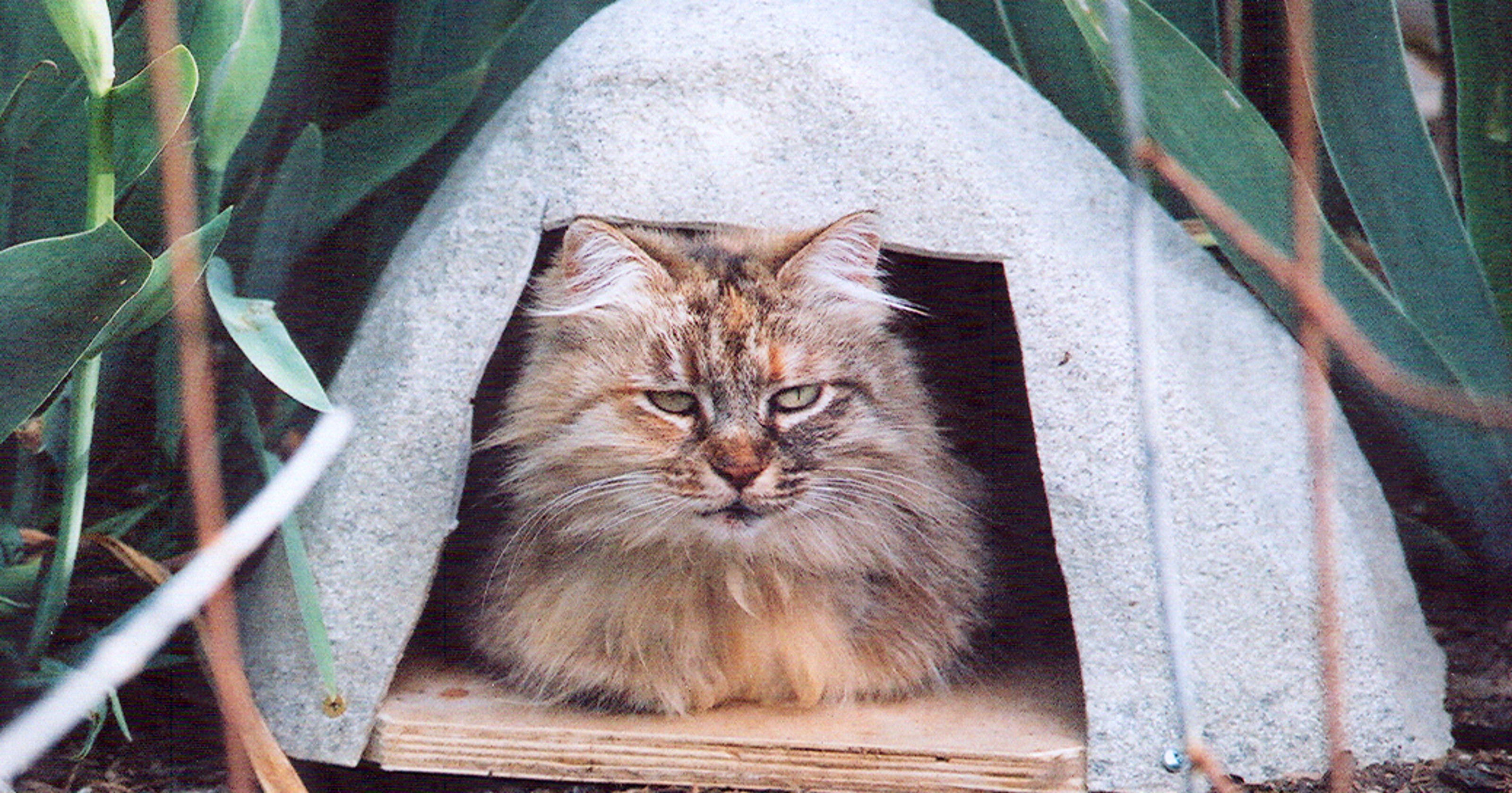 Ask The Vet Some Landscaping Dangerous To Pets