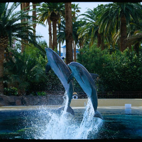 Dolphins jump in synchronization at The Mirage's D