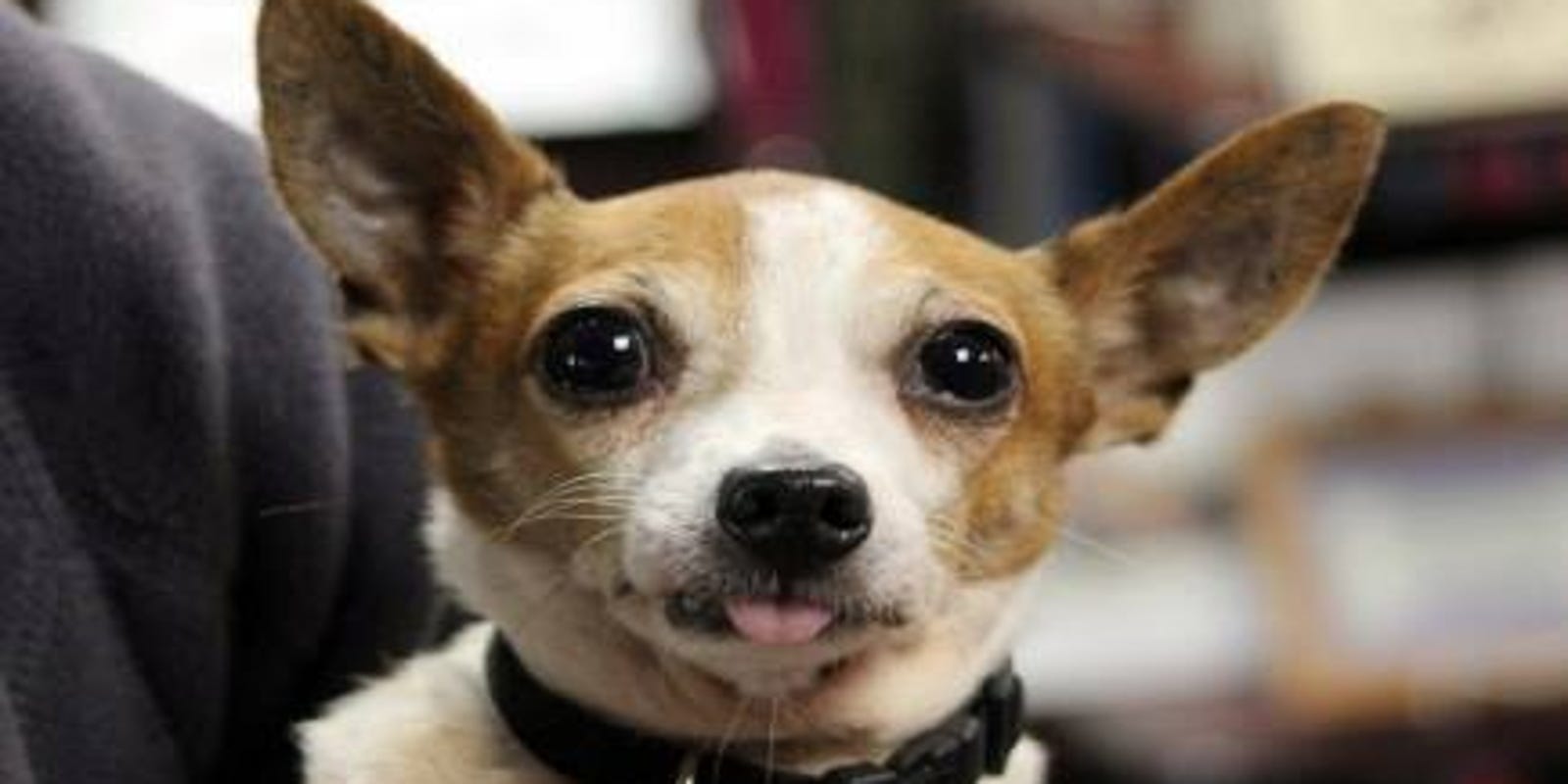 Pa Puppy Mills 5 Things To Know