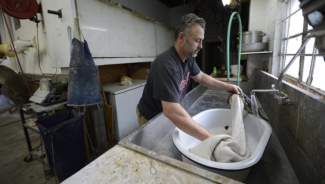 Taxidermist Jesse Lewis works on stretching out a deer hide at High Wet & Wild Taxidermy in Green Bay on Thursday, Aug. 27, 2015.