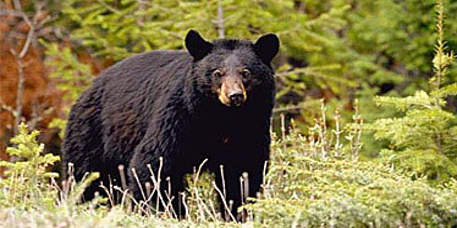 Pa. Game Commission predicts potential for record 2018 bear harvest
