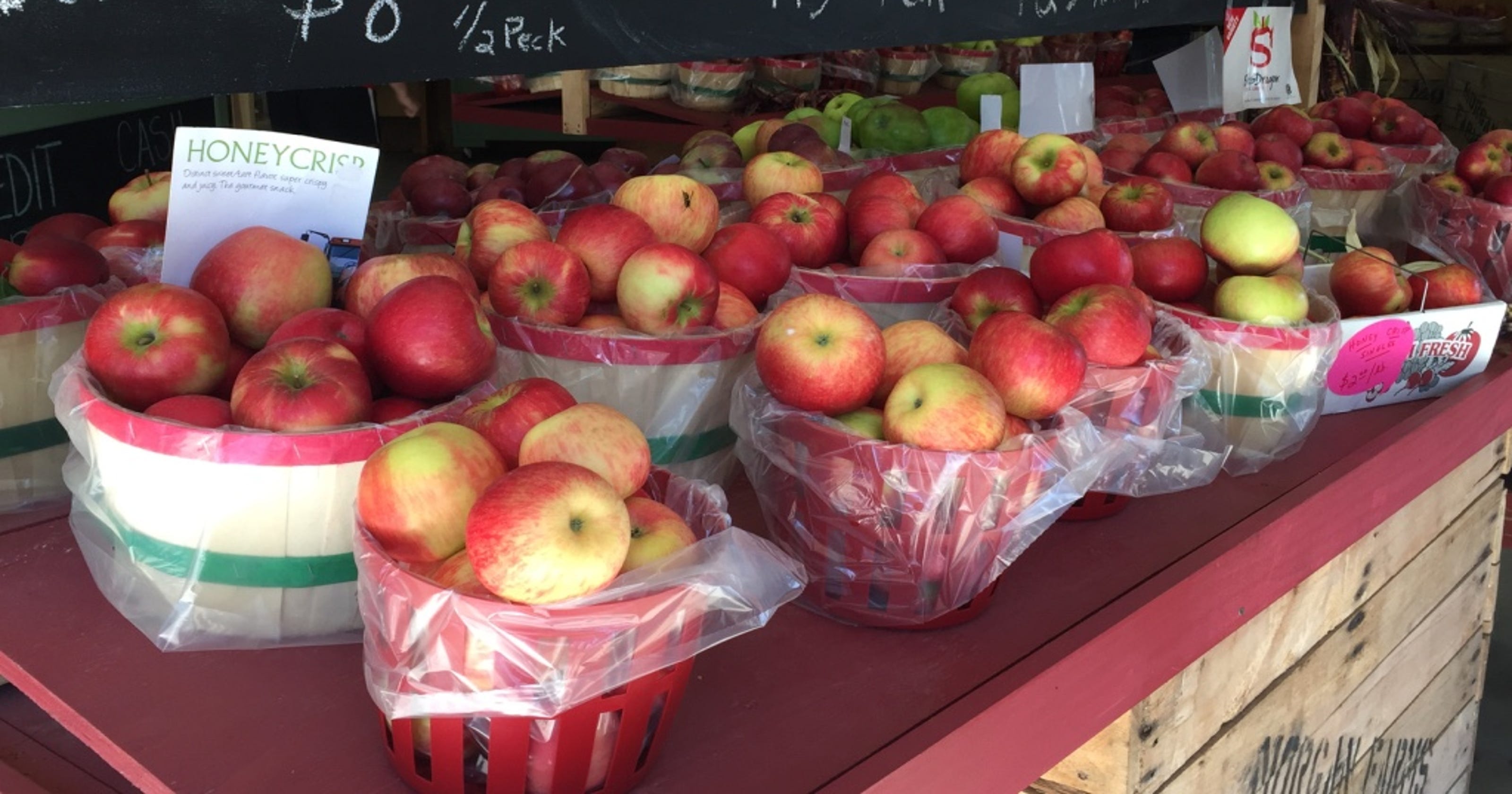 Honeycrisp apple picking Rochester NY