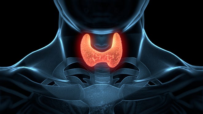 The thyroid is a butterfly-shaped gland that rests on the vocal chords, just below the Adam’s apple.