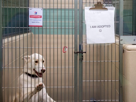 Knoxville's Young-Williams shelter runs out of animals ...