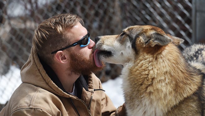 Josh Gerlott, operations and facilities assistant at W.O.L.F. Sanctuary, lets a wolf dog lick his face on Tuesday, March 29, 2016. The rescue and shelter is trying to raise money for a new property. 