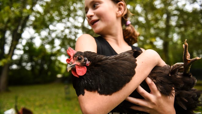 Maggie Epler, 12, holds Luna, a chicken she and her  family are raising in Annville after the commissioners recently passed an ordinance allowing chickens to be raised in the township. 