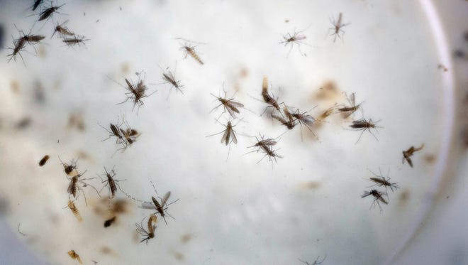 Aedes aegypti mosquitoes, seen here, can carry the Zika virus.
