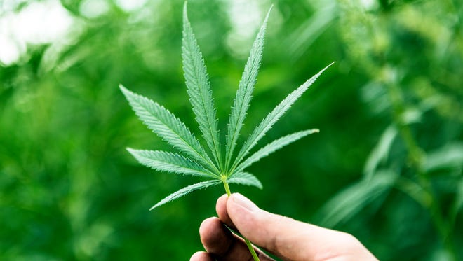 A small marijuana leaf.