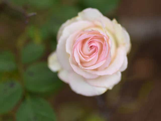 Stop And Smell The Roses Shreveport