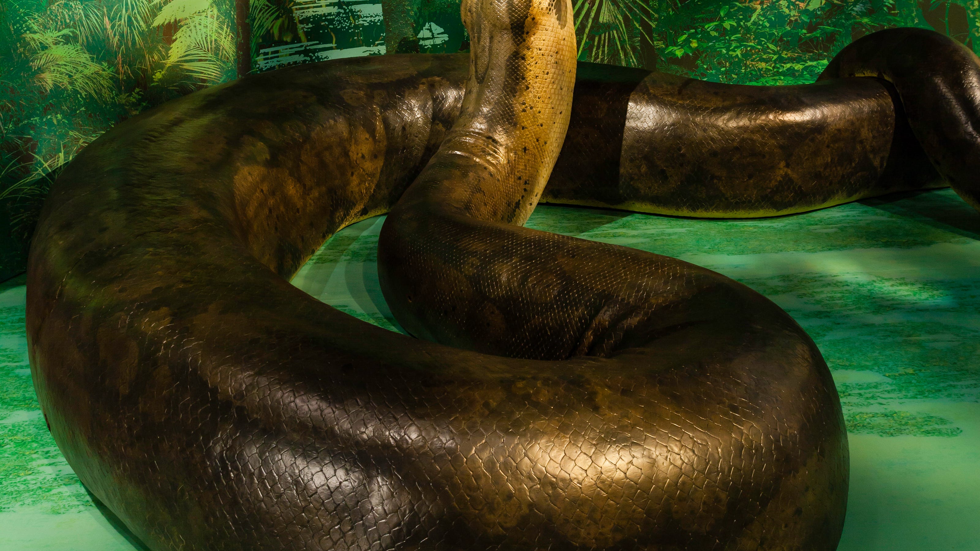World #39 s largest snake at natural history museum World #39 s largest snake at natural history museum