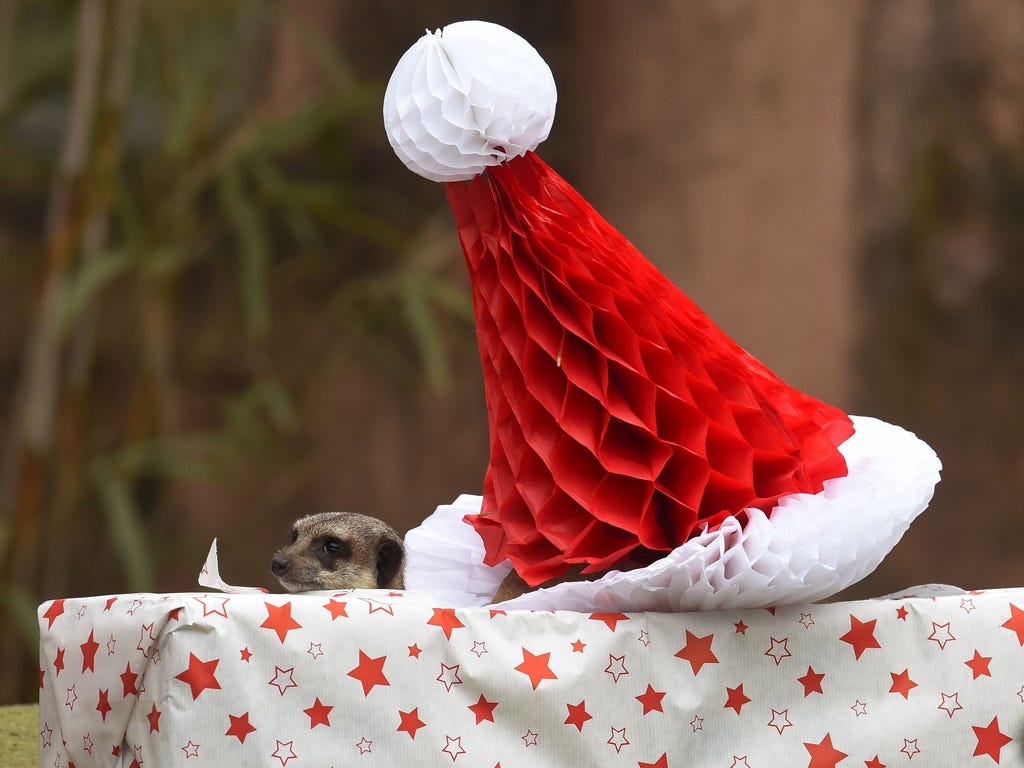 A meerkat examines a Christmas gift filled with mealworms at the zoo in Hanover, Germany.