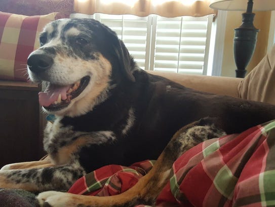 Jackson was 10 years old when chronic kidney failure made him so ill that he needed to be euthanized.