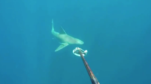 Sharks Circle Satellite Beach Diver In Incredible Video