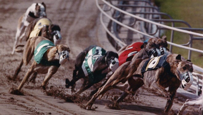 Holy Tera rounds the first turn at the Corpus Christi Greyhound Racetrack on the way to winning her 100th victory on Jan. 27, 1992.