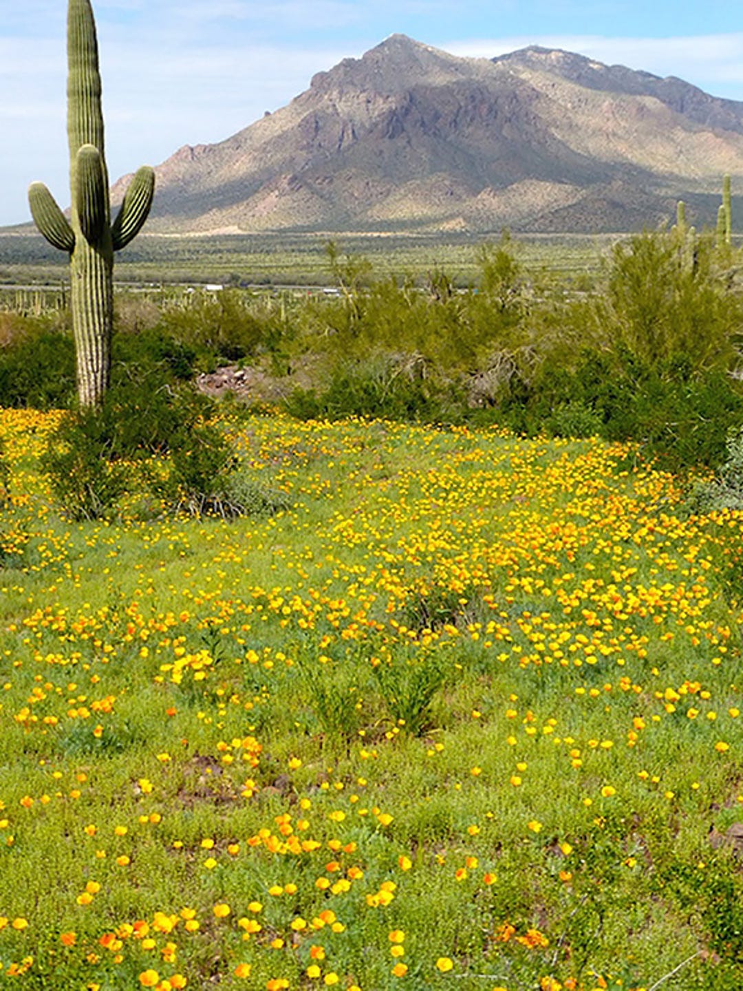 Best places to see Arizona's wildflowers