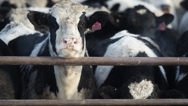 A cow pokes its head up from a feeding trough at the Cervi Cattle feedlot east of Greeley on Wednesday, December 16, 2015.