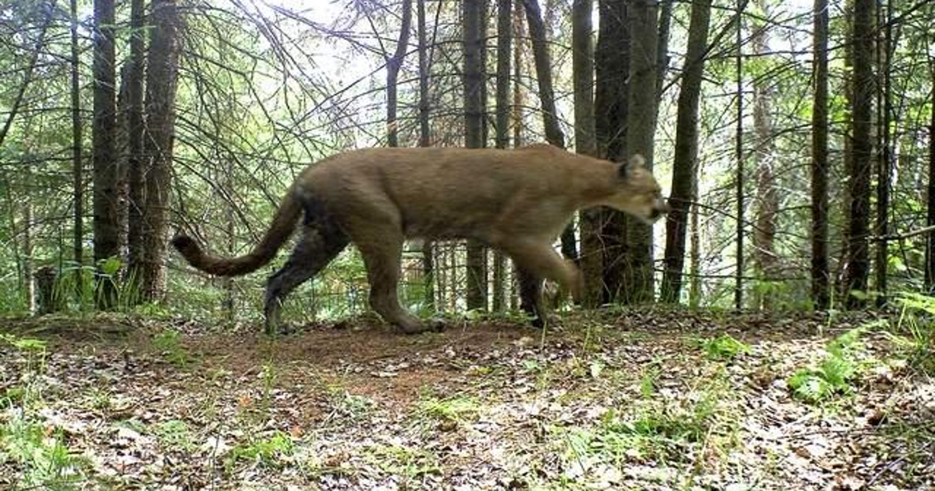 Cougar Found Dead In Upper Peninsula