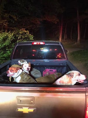 Dogs wait in a truck bed following a fire at Mountainside Pet Rescue early the morning on Thursday, May 18, 2017.