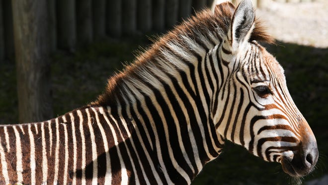 One of three Hartmann’s mountain zebras who arrived at Zoo Knoxville on Friday.