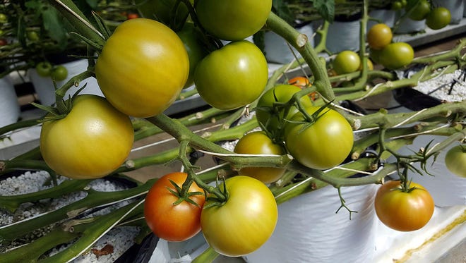 This March 14, 2018 photograph provided to state news outlets by the Mississippi Department of Corrections, shows a tomato plant, bearing its fruit at the Mississippi State Penitentiary in Parchman, Miss. Inmates grow tomatoes and officials expect the 700 plants to yield about 8,000 pounds of product by the end of May. The state Department of Corrections resurrected two greenhouses last year at the prison in an effort to rehabilitate inmates. (Vickie King/The Mississippi Department of Corrections, via AP)