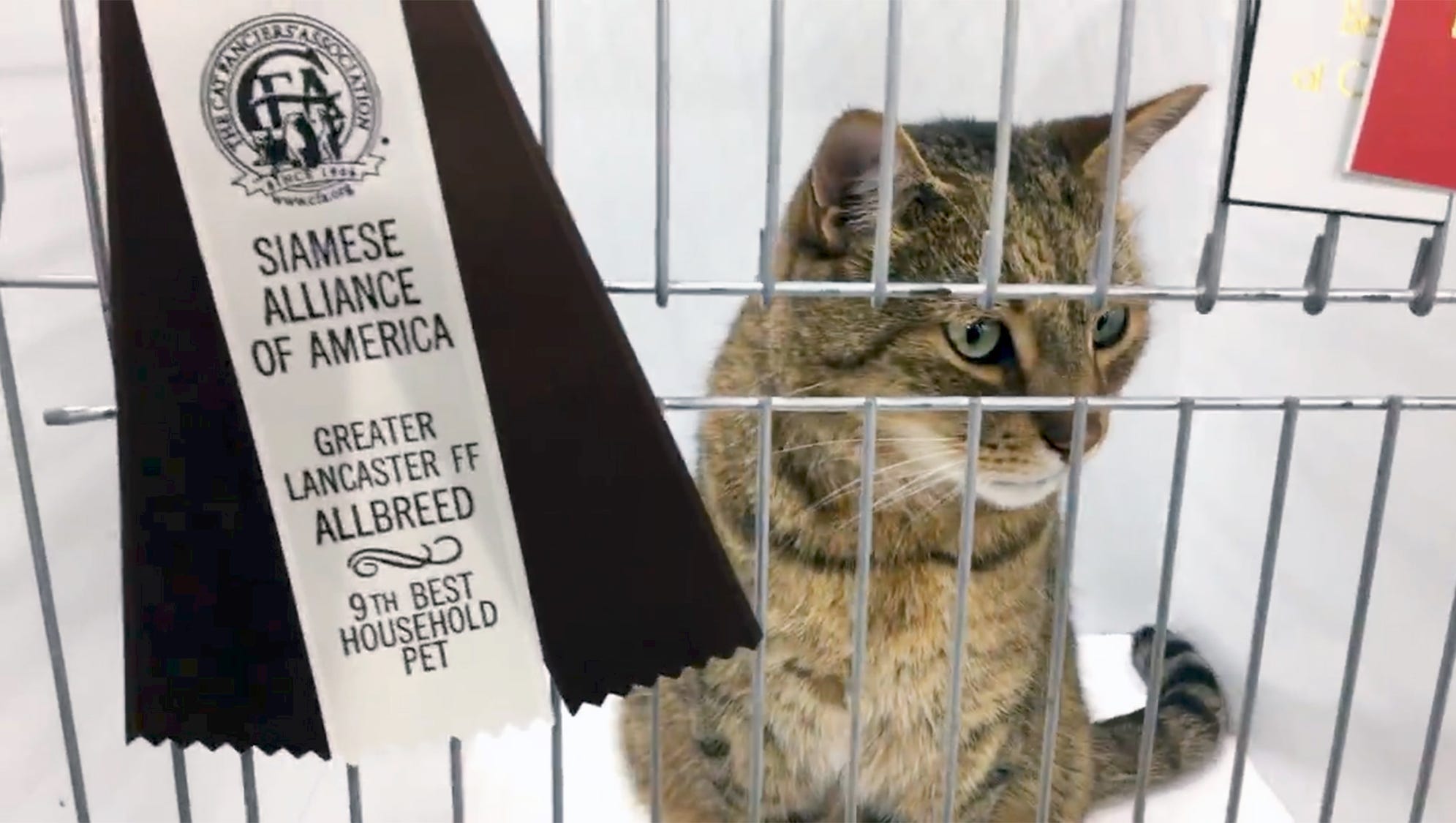 Bob The Cat Once A Baltimore Street Cat Wins Ribbons In York Cat