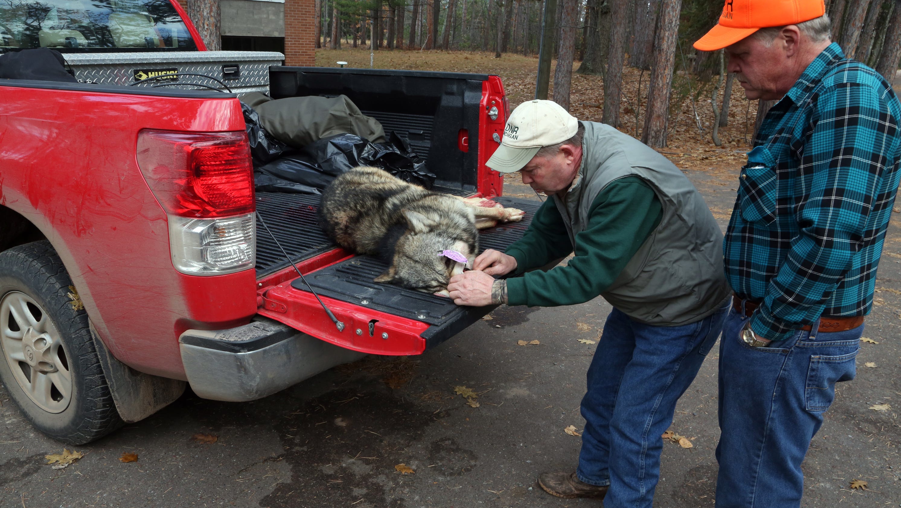 First wolf killed in controversial Mich. hunt