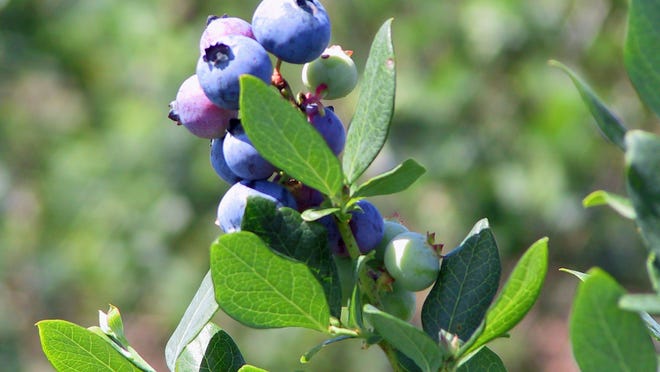 Florida blueberries. Special to The News-Press/Florida Fruit & Vegetable Association.