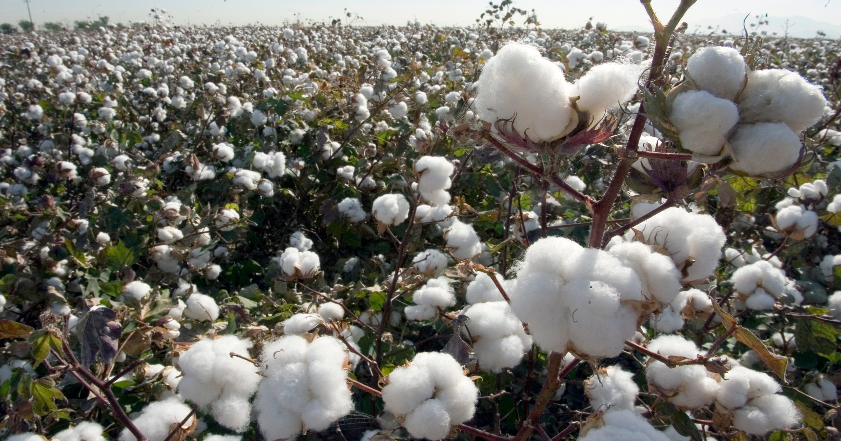 Gardens How To Grow Cotton From Seed : Gardens Alive! Seed Sprouter