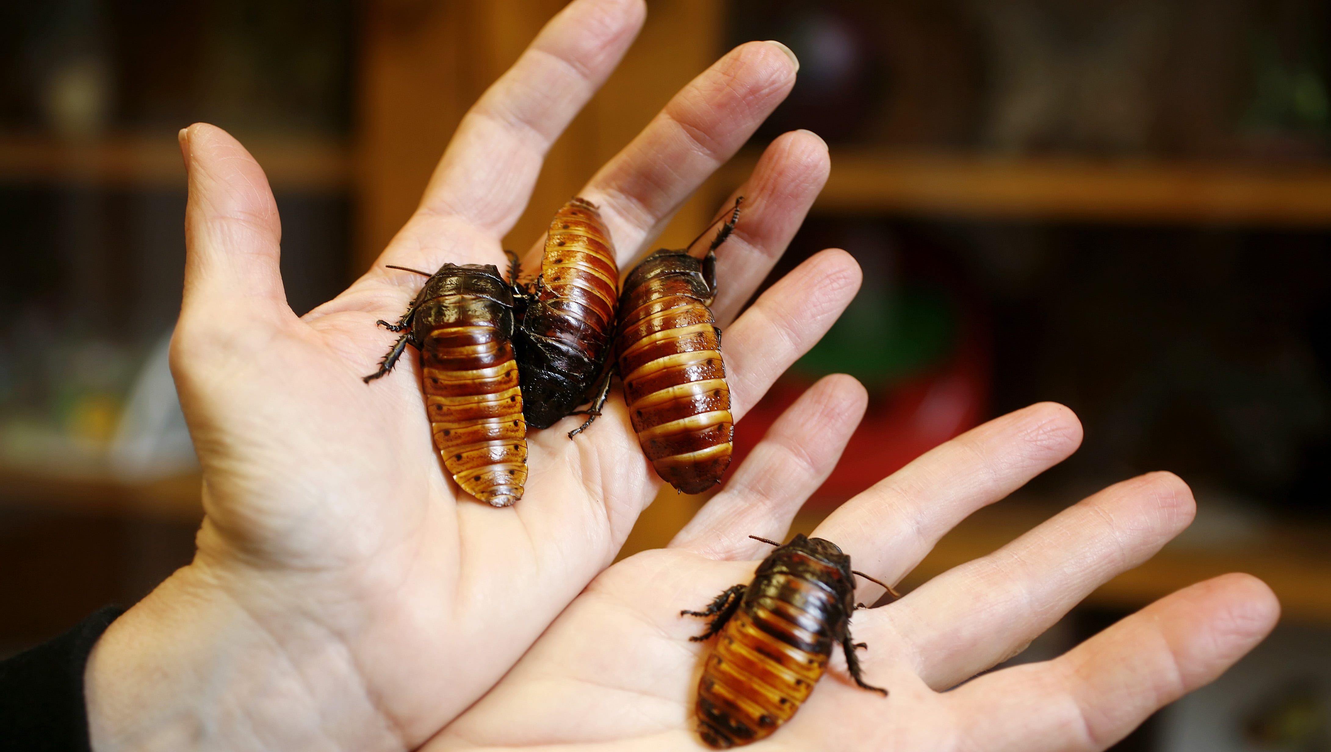 Yard Garden Will Cockroaches Damage Gardens