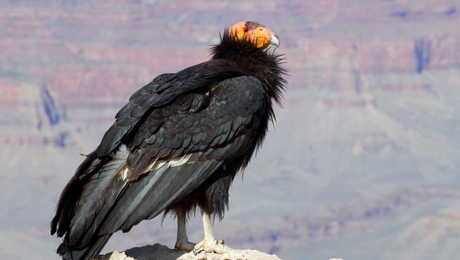 A California condor is spotted at Grand Canyon National Park in Arizona.
