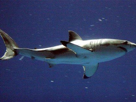 great white shark bites canoe off southern california coast