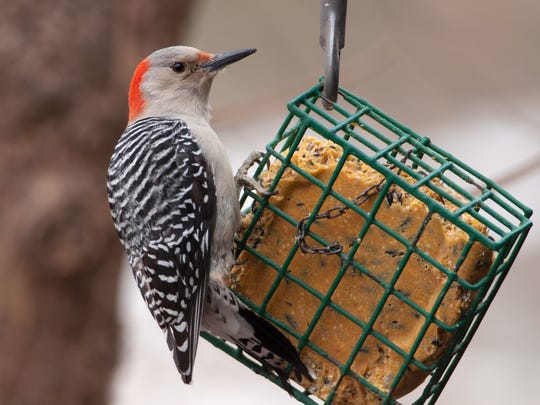 The Hoosier Gardener Birds Offer Bits Of Nature Outside The Window