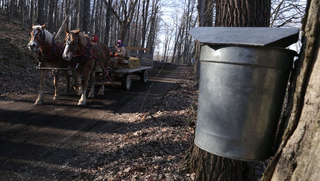 Teams of draft horses carry people to the sugar shack during a previous Maple Syrup Festival at Malabar Farm.