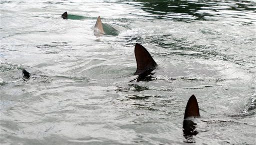 In this Thursday, Jan. 21, 2016 photo, sand and hammerhead sharks swim in a holding tank at the University of Hawaiis Institute of Marine Biology on Oahus Coconut Island.  (AP Photo/Caleb Jones)