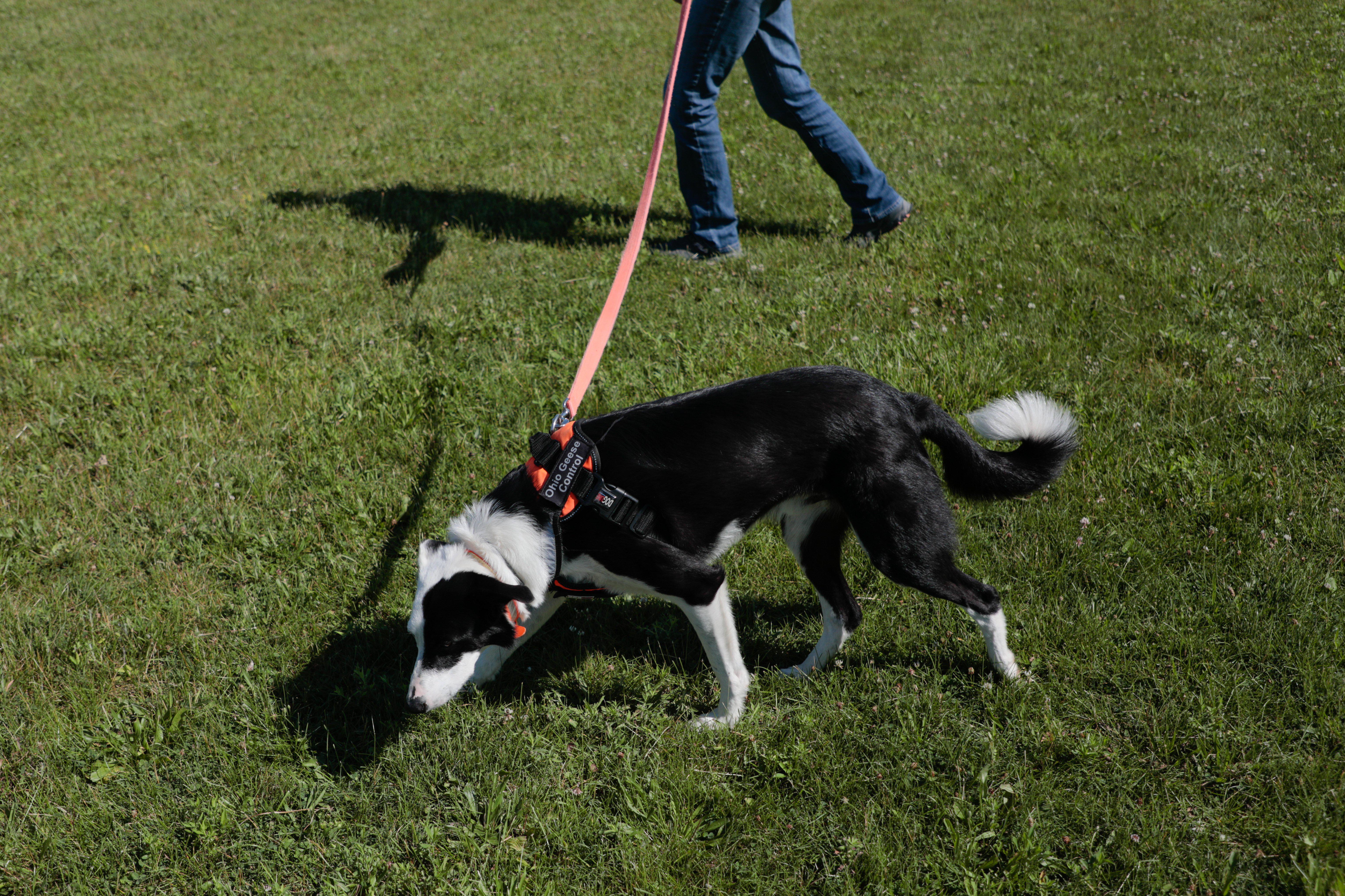 do border collies have webbed feet